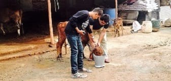 ||25 October 2014||Sanjay offered a special meal of savamani to the cows on the occasion of his marriage anniversary.