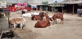 ||4 November 2014||Ashtami cow and Gandhar bull of Gir breed joined the family of cows in SOUL Mahakalika Gaushala.