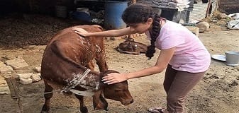 ||15 November 2014||Devi Vasundhara visited SOUL Mahakalika Gaushala for a bonding time with her favourite calf, Ayush.