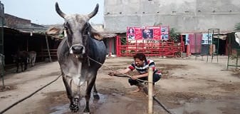 ||5 December 2014||Volunteers gave a bath to all the cows in SOUL Mahakalika Gaushala. It was a fun day and all enjoyed the experience.