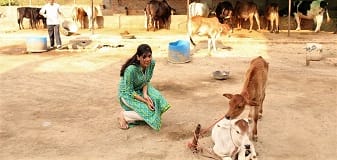 ||12 November 2015||Young volunteer, Anaya Sharma, interacts with cows in SOUL Mahakalika Gaushala.